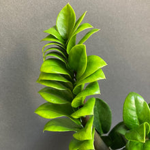 Kép betöltése a galériamegjelenítőbe: Zamioculcas zamiifolia "Zenzi" - Agglegénypálma "Zenzi" - Tropical Home