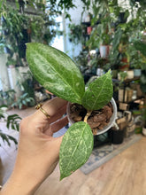 Kép betöltése a galériamegjelenítőbe: Hoya verticillata "Wayang splash" - Saját szaporítás - Tropical Home