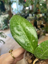 Kép betöltése a galériamegjelenítőbe: Hoya verticillata "Wayang splash" - Saját szaporítás - Tropical Home