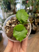 Kép betöltése a galériamegjelenítőbe: Hoya endauensis - Saját szaporítás - Tropical Home