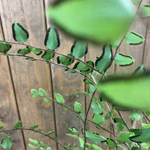 Kép betöltése a galériamegjelenítőbe: Pellaea rotundifolia - Button fern - Tropical Home