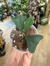 Kép betöltése a galériamegjelenítőbe: Hoya manipurensis - Saját szaporítás - Tropical Home