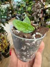 Kép betöltése a galériamegjelenítőbe: Hoya lima splash - Saját szaporítás - Tropical Home