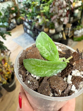 Kép betöltése a galériamegjelenítőbe: Hoya lima splash - Saját szaporítás - Tropical Home