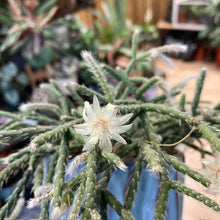 Kép betöltése a galériamegjelenítőbe: Rhipsalis pilocarpa - Vesszőkaktusz akasztós cserépben - Tropical Home