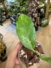 Kép betöltése a galériamegjelenítőbe: Hoya cystiantha splash- Saját szaporítás - Tropical Home