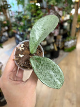 Kép betöltése a galériamegjelenítőbe: Hoya carnosa "Grey ghost"- Saját szaporítás - Tropical Home