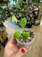 Kép betöltése a galériamegjelenítőbe: Hoya heuschkeliana albomarginata - Saját szaporítás - Tropical Home