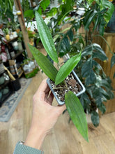 Kép betöltése a galériamegjelenítőbe: Hoya rindu rafflesia (sp. Bengkulu) - Saját szaporítás - Tropical Home