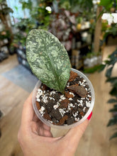 Kép betöltése a galériamegjelenítőbe: Hoya waymaniae "Cloudy sky" - Saját szaporítás - Tropical Home