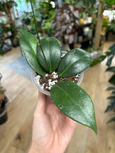 Kép betöltése a galériamegjelenítőbe: Hoya globulifera - Saját szaporítás - Tropical Home
