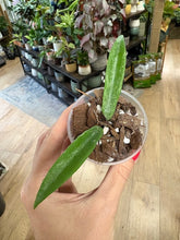 Kép betöltése a galériamegjelenítőbe: Hoya minibelle splash- Saját szaporítás - Tropical Home