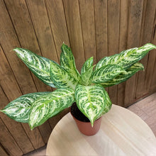 Kép betöltése a galériamegjelenítőbe: Aglaonema "Zebra" - Rákvirág - Chinese Evergreen - Tropical Home