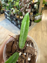 Kép betöltése a galériamegjelenítőbe: Hoya minibelle splash- Saját szaporítás - Tropical Home