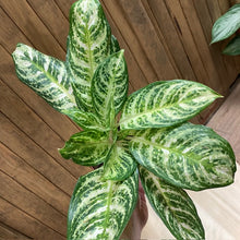 Kép betöltése a galériamegjelenítőbe: Aglaonema "Zebra" - Rákvirág - Chinese Evergreen - Tropical Home