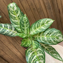 Kép betöltése a galériamegjelenítőbe: Aglaonema "Zebra" - Rákvirág - Chinese Evergreen - Tropical Home