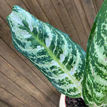 Kép betöltése a galériamegjelenítőbe: Aglaonema "Zebra" - Rákvirág - Chinese Evergreen - Tropical Home