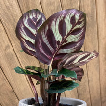 Kép betöltése a galériamegjelenítőbe: Calathea makoyana - Pávás zebralevél - Peacock plant - Tropical Home
