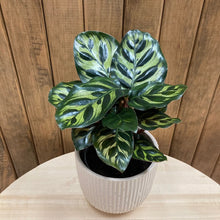 Kép betöltése a galériamegjelenítőbe: Calathea makoyana - Pávás zebralevél - Peacock plant - Tropical Home
