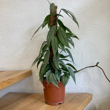 Kép betöltése a galériamegjelenítőbe: Epipremnum pinnatum "Cebu blue" - Tropical Home