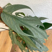 Kép betöltése a galériamegjelenítőbe: Epipremnum pinnatum "Cebu blue" - Tropical Home