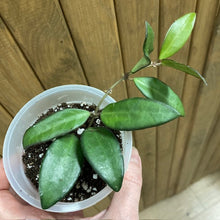 Kép betöltése a galériamegjelenítőbe: Hoya rosita - Viaszvirág - Wax plant - Tropical Home
