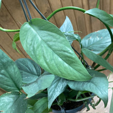 Kép betöltése a galériamegjelenítőbe: Epipremnum pinnatum "Cebu blue" - Tropical Home