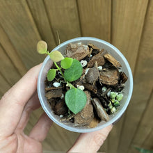 Kép betöltése a galériamegjelenítőbe: Hoya IM08 (sp. mini Papua) - Saját szaporítás - Tropical Home