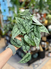 Kép betöltése a galériamegjelenítőbe: Scindapsus pictus "Silver lady" - Ezüstös szobafutóka - Tropical Home