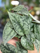 Kép betöltése a galériamegjelenítőbe: Scindapsus pictus "Silver lady" - Ezüstös szobafutóka - Tropical Home