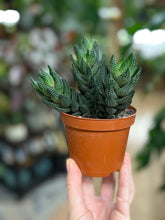 Kép betöltése a galériamegjelenítőbe: Haworthiopsis reinwardtii - Tropical Home