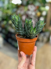 Kép betöltése a galériamegjelenítőbe: Haworthiopsis reinwardtii - Tropical Home