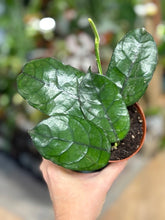 Kép betöltése a galériamegjelenítőbe: Hoya villosa - Viaszvirág - Tropical Home