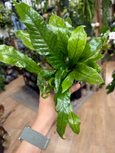Kép betöltése a galériamegjelenítőbe: Microsorum musifolium ‘Crocodyllus’ - Krokodil páfrány - Crocodile fern - Tropical Home