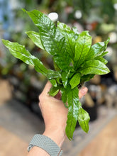 Kép betöltése a galériamegjelenítőbe: Microsorum musifolium ‘Crocodyllus’ - Krokodil páfrány - Crocodile fern - Tropical Home