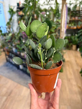 Kép betöltése a galériamegjelenítőbe: Xerosicyos danguyi 9cm - Silver Dollar Vine