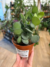 Kép betöltése a galériamegjelenítőbe: Xerosicyos danguyi 9cm - Silver Dollar Vine
