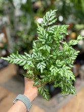 Kép betöltése a galériamegjelenítőbe: Pteris ensiformis 'Evergemiensis' - Szalagpáfrány - Tropical Home