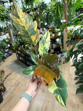 Kép betöltése a galériamegjelenítőbe: Philodendron caramel marble 1. - Tropical Home