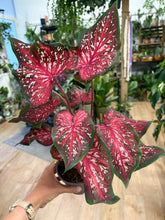 Kép betöltése a galériamegjelenítőbe: Caladium "Scarlet Flame"