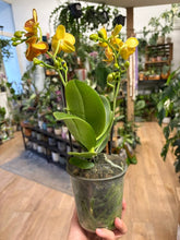 Kép betöltése a galériamegjelenítőbe: Phalaenopsis "Indian summer"