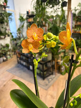 Kép betöltése a galériamegjelenítőbe: Phalaenopsis "Indian summer"