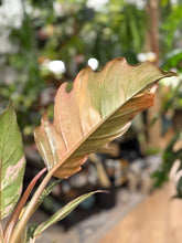 Kép betöltése a galériamegjelenítőbe: Philodendron caramel marble 2. - Tropical Home