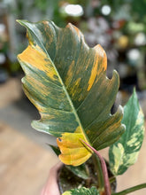 Kép betöltése a galériamegjelenítőbe: Philodendron caramel marble 2. - Tropical Home