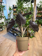Kép betöltése a galériamegjelenítőbe: Alocasia "Antoro velvet" 11cm