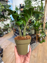 Kép betöltése a galériamegjelenítőbe: Zamioculcas zamiifolia "Zenzi" 9cm - Agglegénypálma "Zenzi"