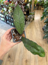 Kép betöltése a galériamegjelenítőbe: Hoya clemensiorum "Dark leaf" - Tropical Home