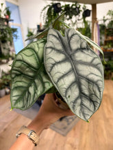 Kép betöltése a galériamegjelenítőbe: Alocasia "Silver dragon" 11cm