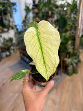 Kép betöltése a galériamegjelenítőbe: Monstera deliciosa "Mint" 8cm