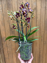 Kép betöltése a galériamegjelenítőbe: Phalaenopsis "Esmee"- Lepkeorchidea